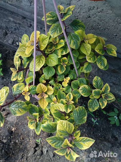 Плектрантус