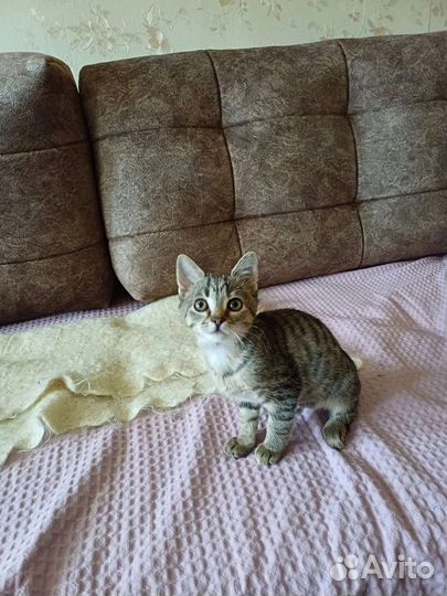 Кошечка в добрые руки бесплатно