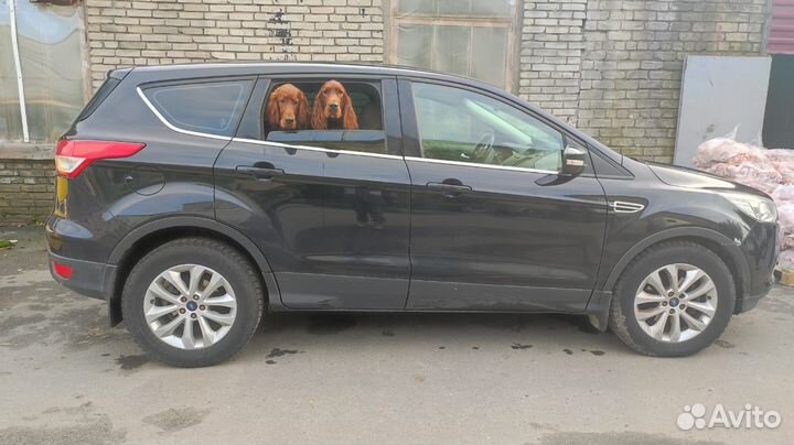 Зоотакси для животных