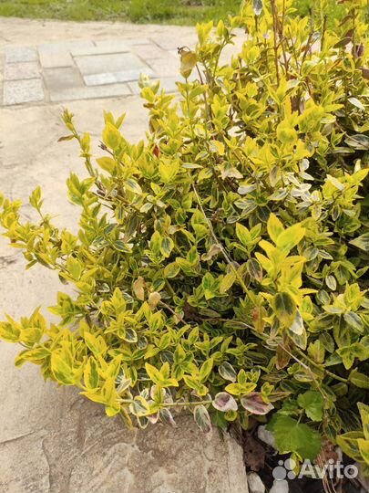 Бересклет форчуна