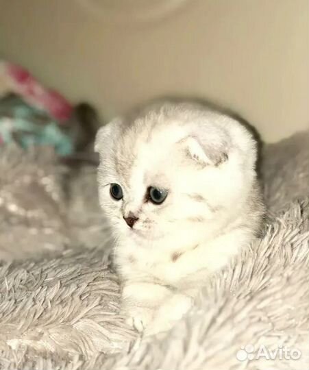 Шотландские котята