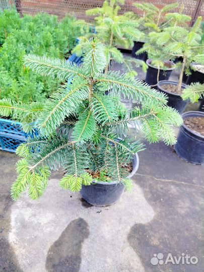 Пихта Нордмана