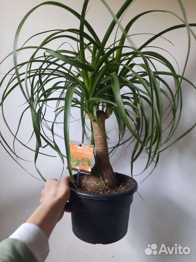 Нолина Бокарнея