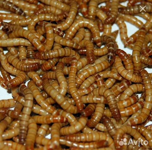 Мучной червь