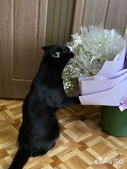 Британский кот вязка вислоухий