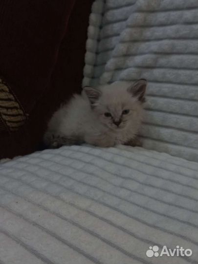 Сиамские котята