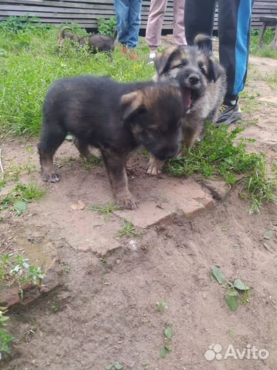 Щенки (помесь)