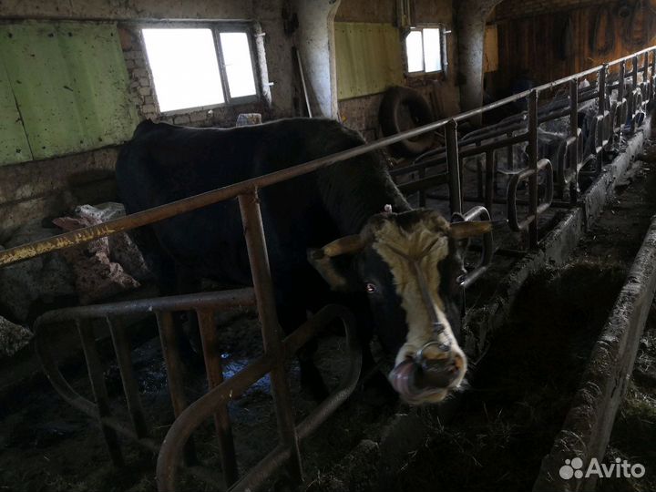 Фермерское хозяйство с техникой