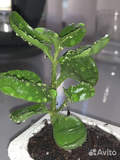 Каланхоэ малиновый