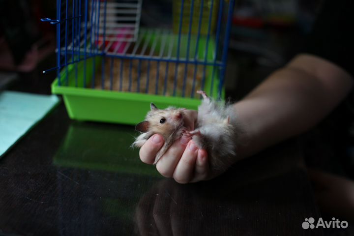 Сирийский хомяк