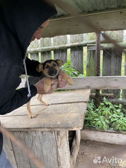 Продам семью собак