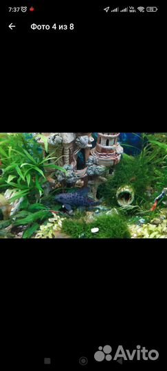 Сомы крупные