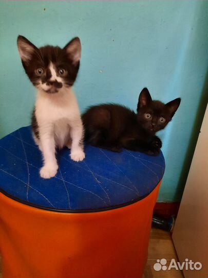 Котята в добрые руки бесплатно