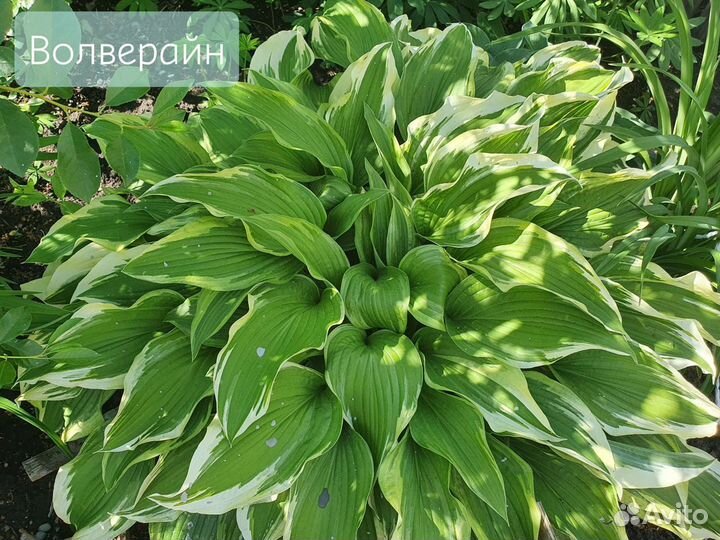 Хосты колекционные