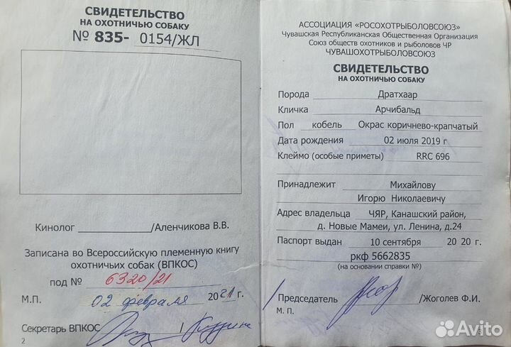 Щенки дратхаара