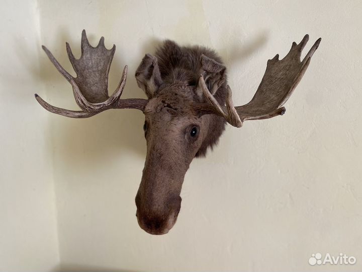 Чучело головы лося