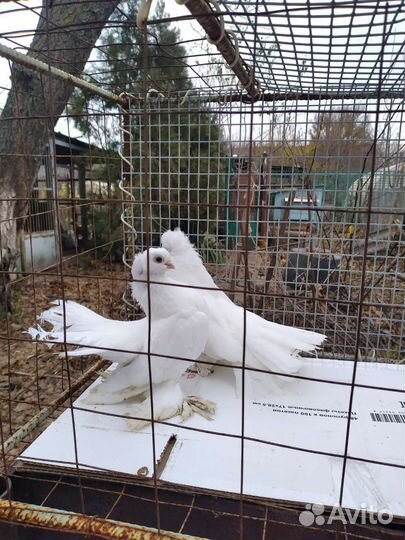 Продажа голубей