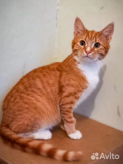 Котик Рыжик