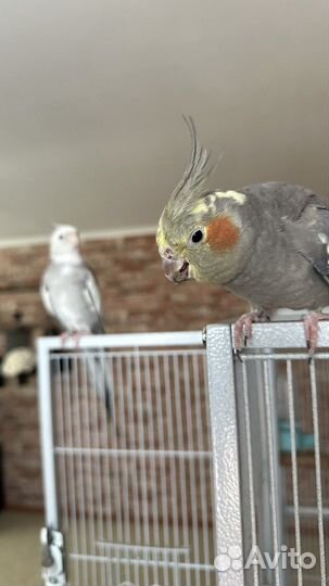 Попугаи Корелла