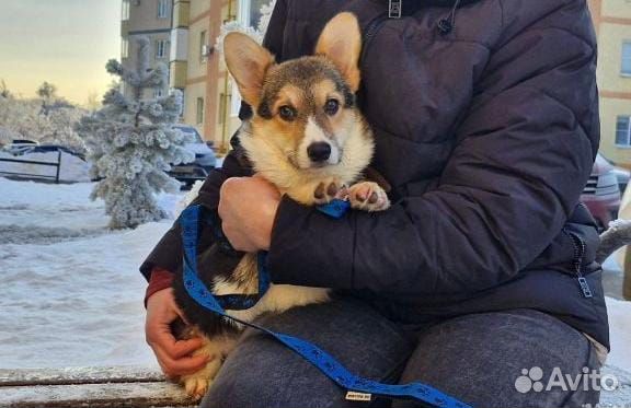 Вельш-корги пемброк