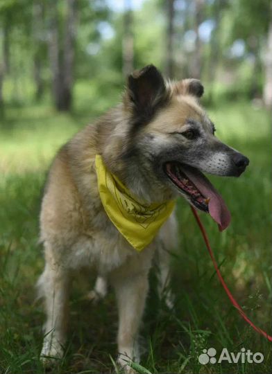 Собака в добрые руки отдам бесплатно