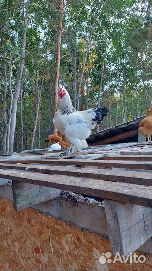 Петух Брама колумбийская
