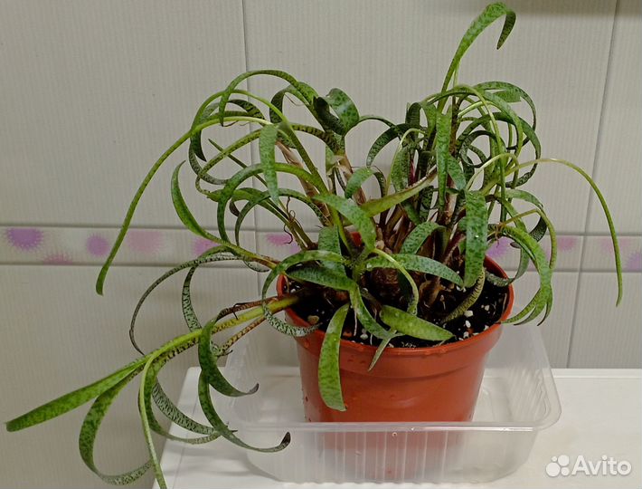 Ледебурия Socialis