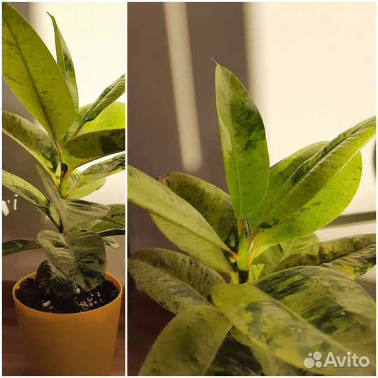 Фикус шривериана