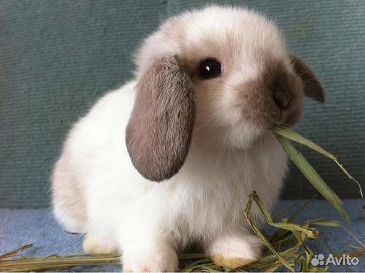 Карликовые кролики минилопы