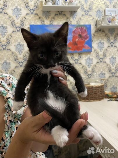 Котенок бесплатно