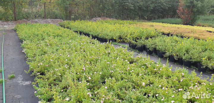 Лапчатка кустарниковая в ассортименте