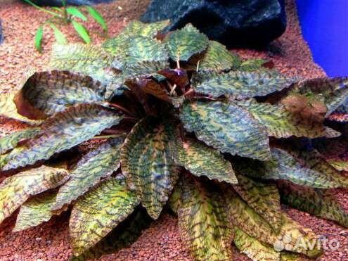 Эхинодорусы, кринум, криптокрина, апоногетоны