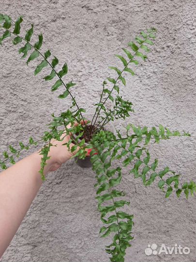 Папоротник