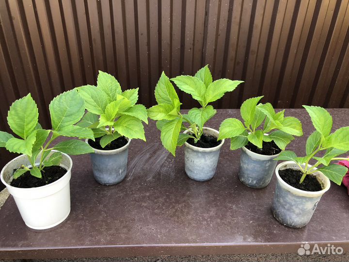 Гортензия саженцы зкс