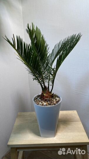 Цикас революта