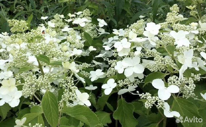 Гортензия древовидная