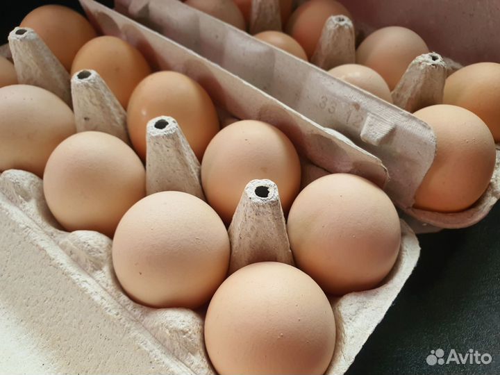 Домашние куриные яйца