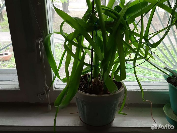 Алое,папоротник,глоксинии,фикус 130см