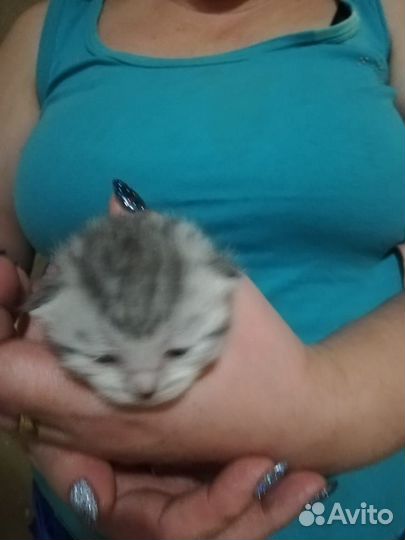 Бронь котята