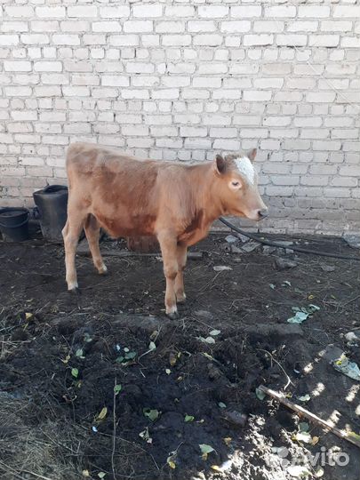 Телочка 7 мес на племя