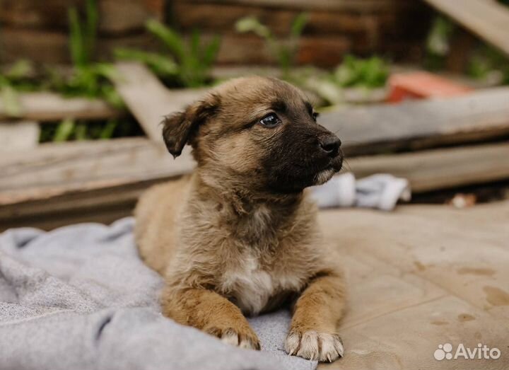 Щенок мальчик