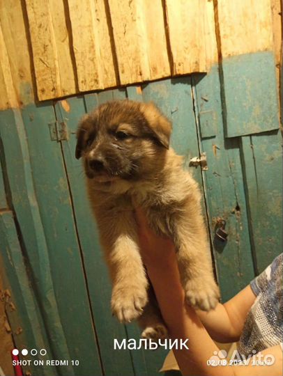 Щенки немецкой овчарки бесплатно