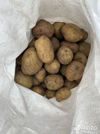 Продам картошку