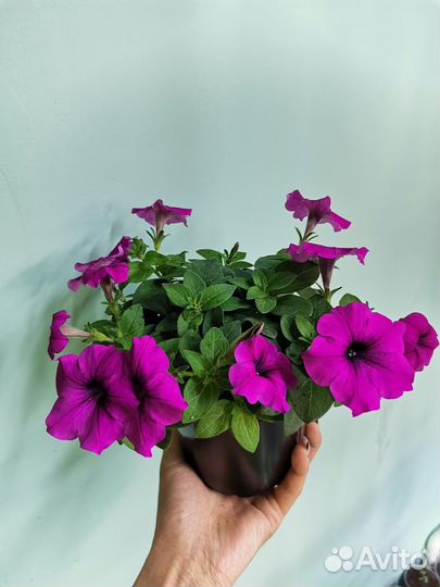 Петуния