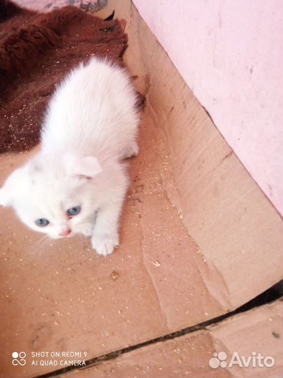 Шотландские котята