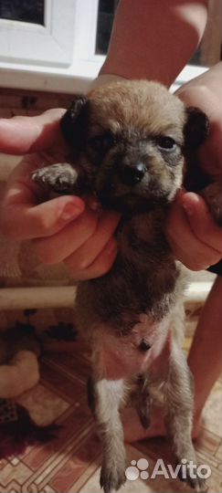 Щенки от маленькой собачки