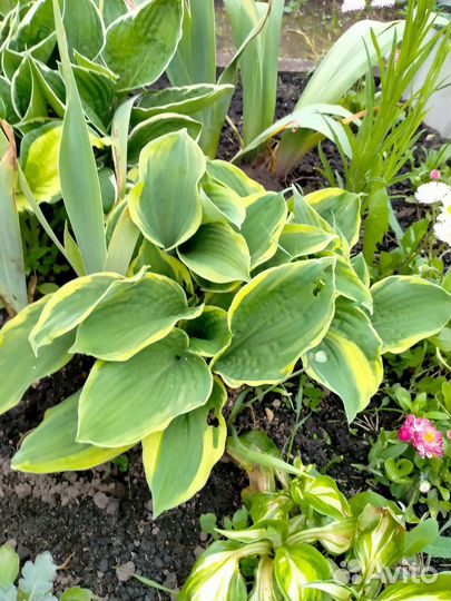 Хоста голубая и простая