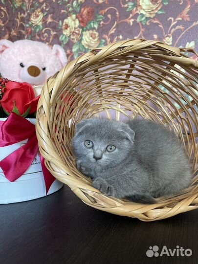 Шотландские котята