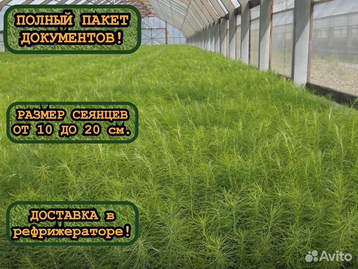 Окс сеянцы сосны и ели