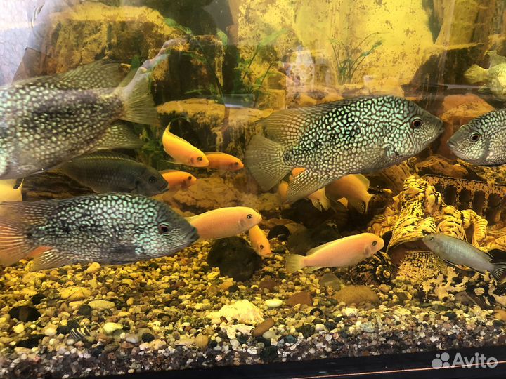 Аквариумные рыбки